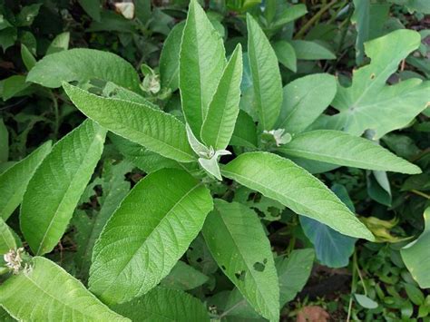 sambong in cebuano|10 Philippine indigenous plants proven to have medicinal benefits.